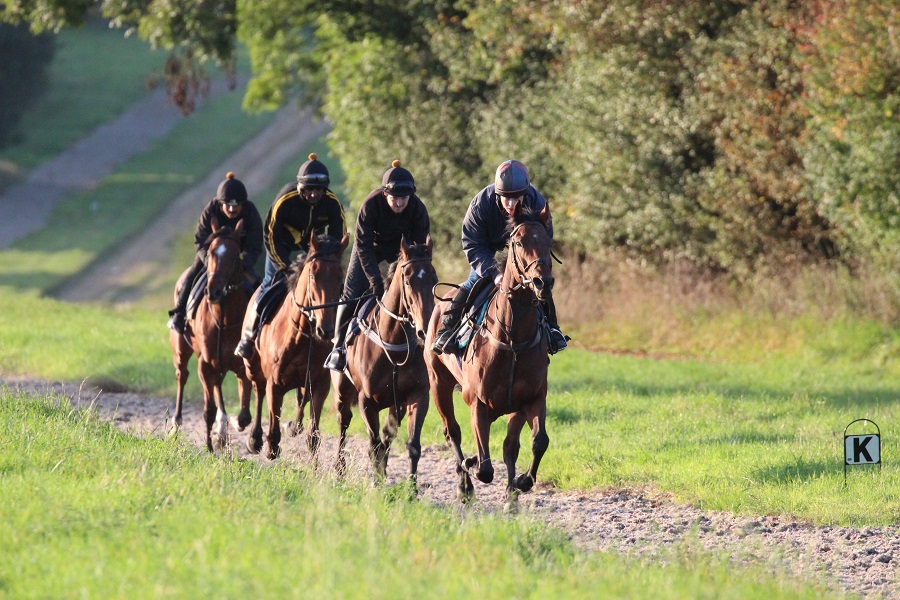 New research identifies a number of occupational stressors for racehorse trainers Image New research identifies a number of occupational stressors for racehorse trainers Image
